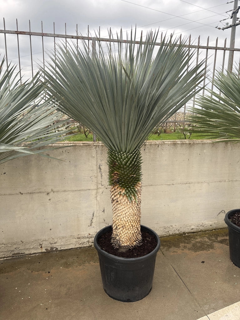 YUCCA ROSTRATA VASO 60 H. TR.70/80