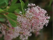 pianta CEANOTHUS X PALLIDUS MARIE SIMON