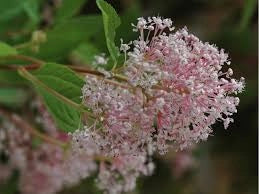 pianta CEANOTHUS X PALLIDUS MARIE SIMON
