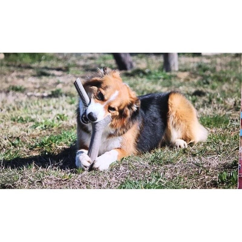 BAMA TUTTO MIO GIOCO PER CANI