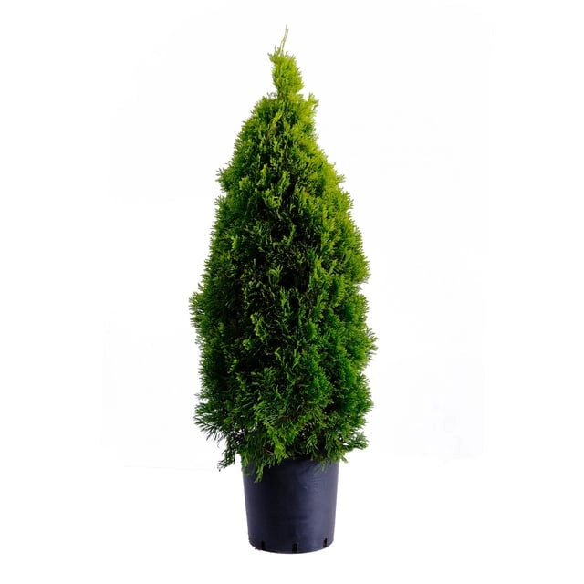 Thuja occidentalis smaragd vaso 20cm H 70cm