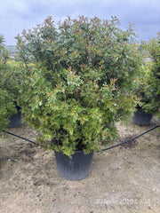 PISTACIA LENTISCUS PALLA 60 Lt.90