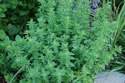 PIANTA DI ORIGANO VASO 14CM PIANTE AROMATICHE
