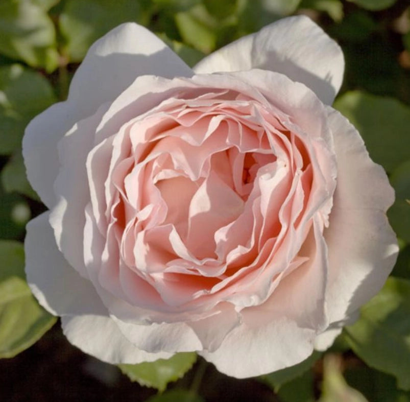 ROSA ANDRE’ LE NOTRE® Meiceppus