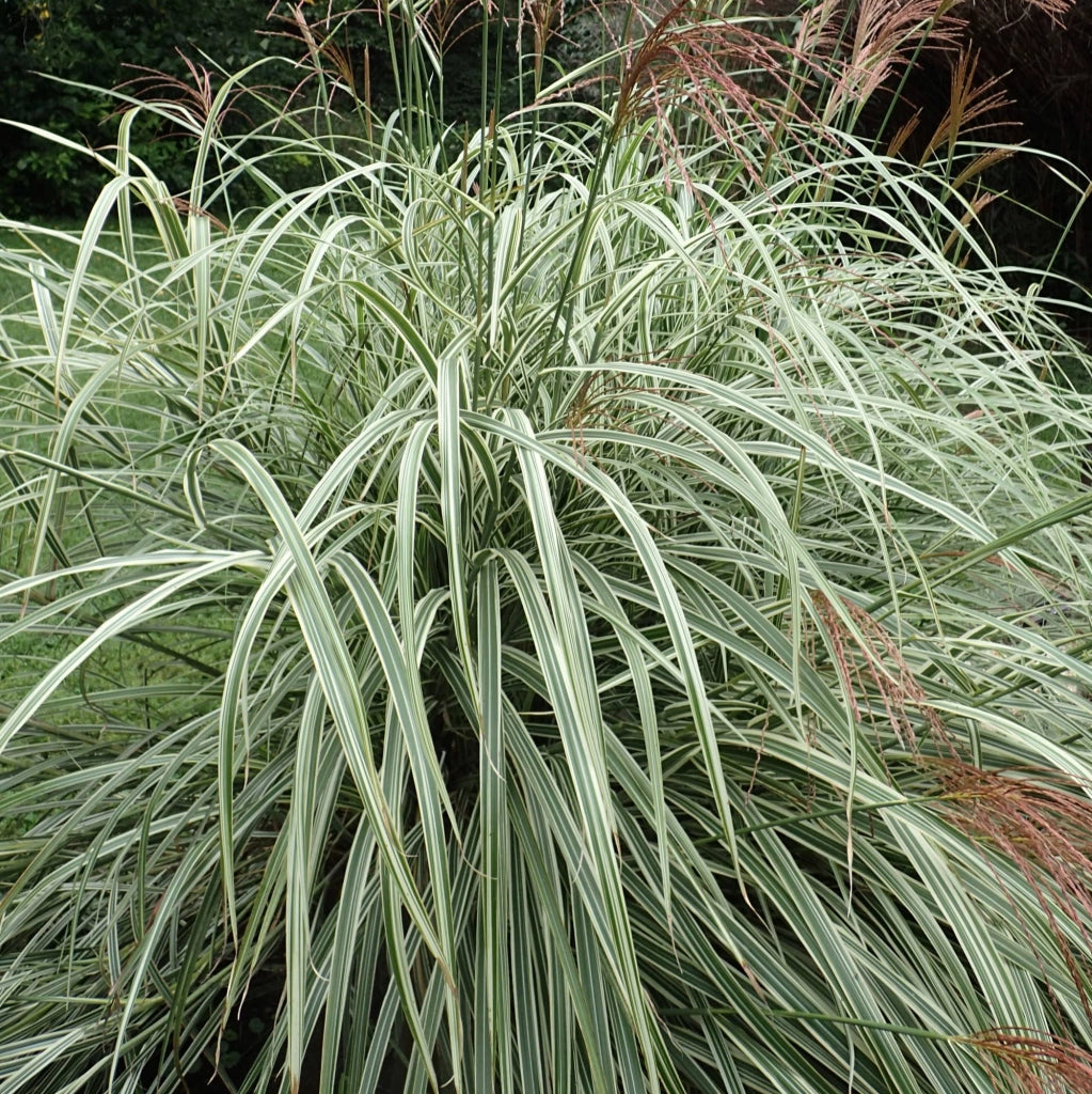 Miscanthus sinensis 'Variegatus'