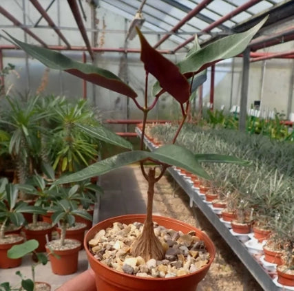 Fockea natalensis