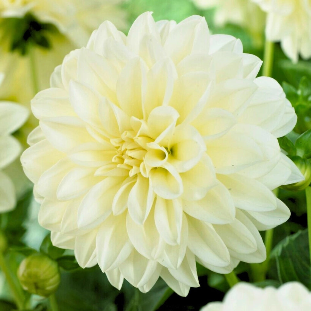 Bulbi di Dalia Fleurel Bianca – Fiore gigante elegante