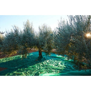 C RETE P/OLIVE ANTISPINA 80G C/SPACCO 12X12M