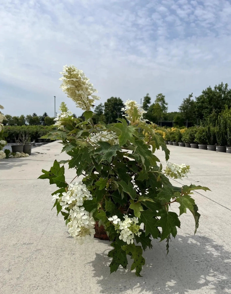 Gardenaria Ortensia - Hydrangea Quercifolia 'Snowflake' - Pianta acidofila ornamentale da esterno Altezza: 40/50 cm (vaso19)