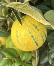 Arancio Variegato in vaso 20 cm AMDgarden