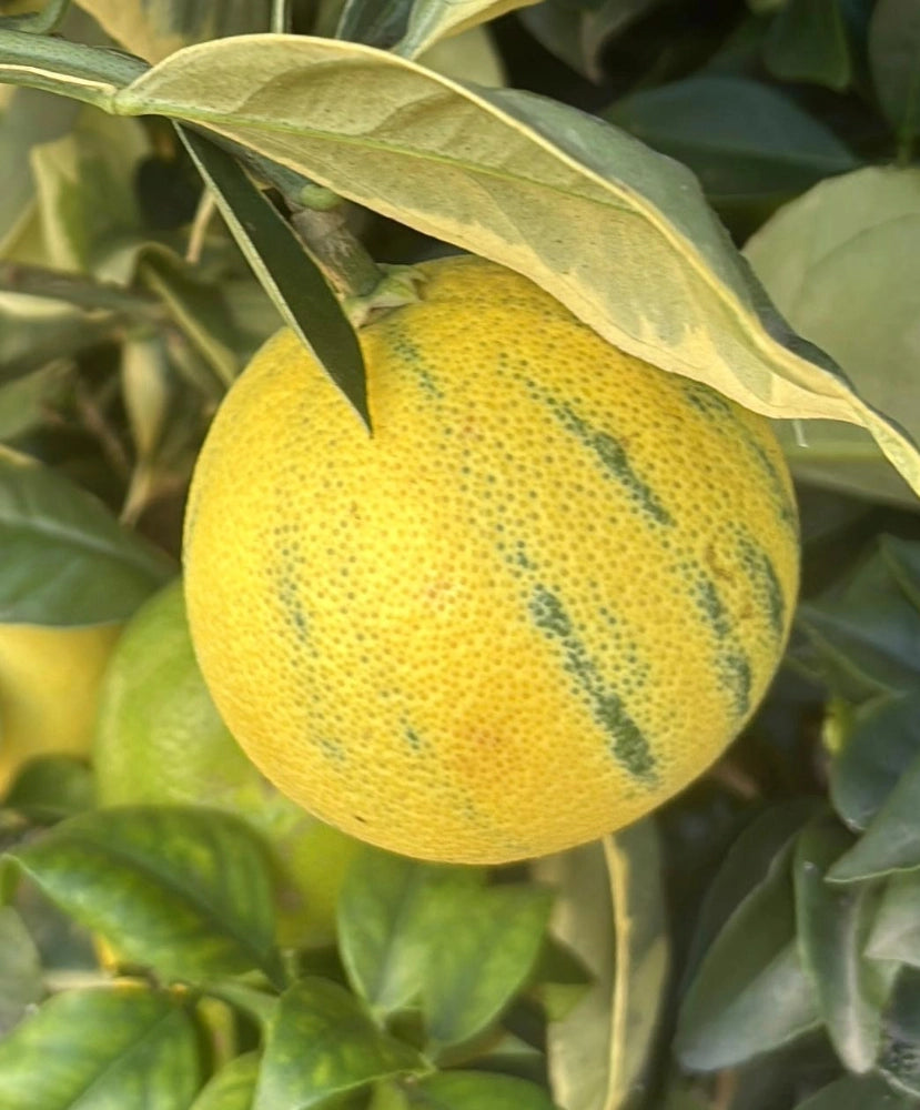 Arancio Variegato in vaso 20 cm AMDgarden