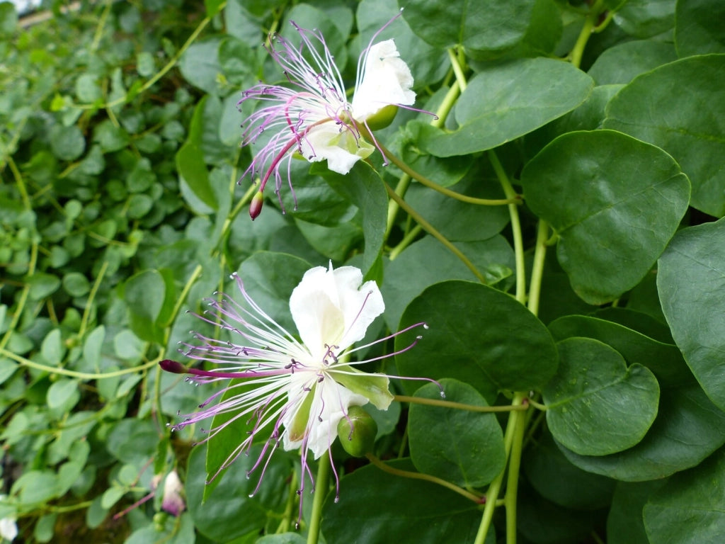 Cappero in Vaso 14 cm – Altezza 20 cm, Pianta Mediterranea