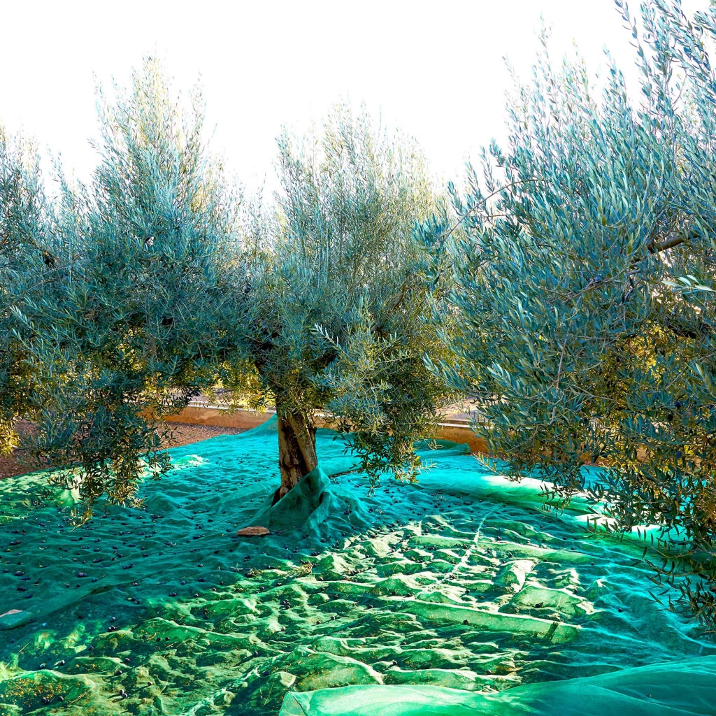 Telo per Raccolta Olive 4x6 m Antispina Stabilizzato UV