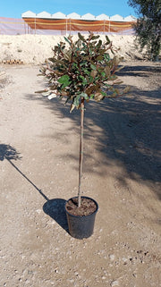ELEAGNUS EBBINGEI COMPACTA ALB.24 1/2 FUSTO