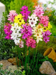 Bulbi di Ixia Assortito 5+ – Fiori colorati e vivaci