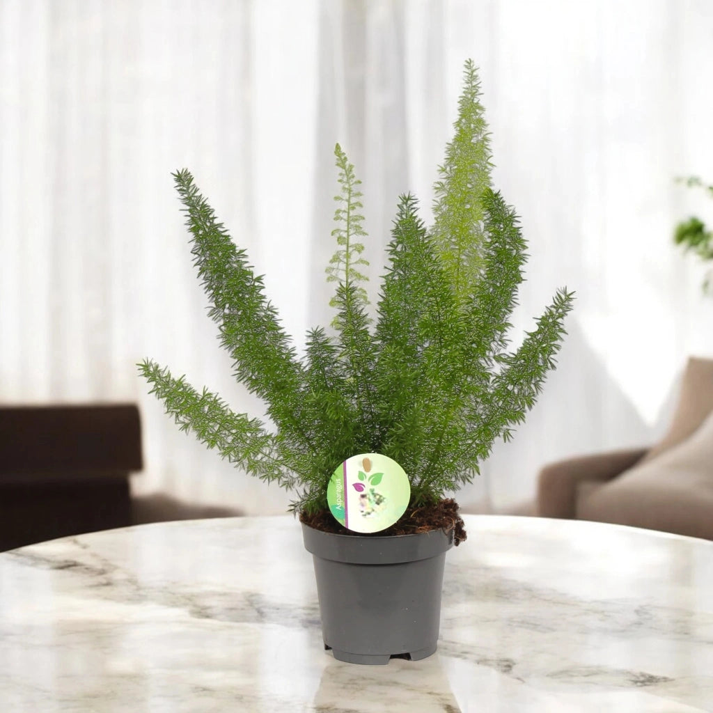Gardenaria Asparagus densiflorus 'Myers' - Pianta da interno ornamentale Altezza: 40 cm (vaso 12)