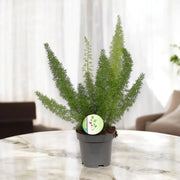 Gardenaria Asparagus densiflorus 'Myers' - Pianta da interno ornamentale Altezza: 40 cm (vaso 12)