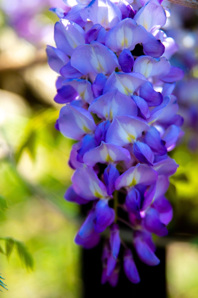 WISTERIA BRACHYBOTRYS IKO YAMA FUJI (Glicine) SPALL.40 (L.75 - H.160)
