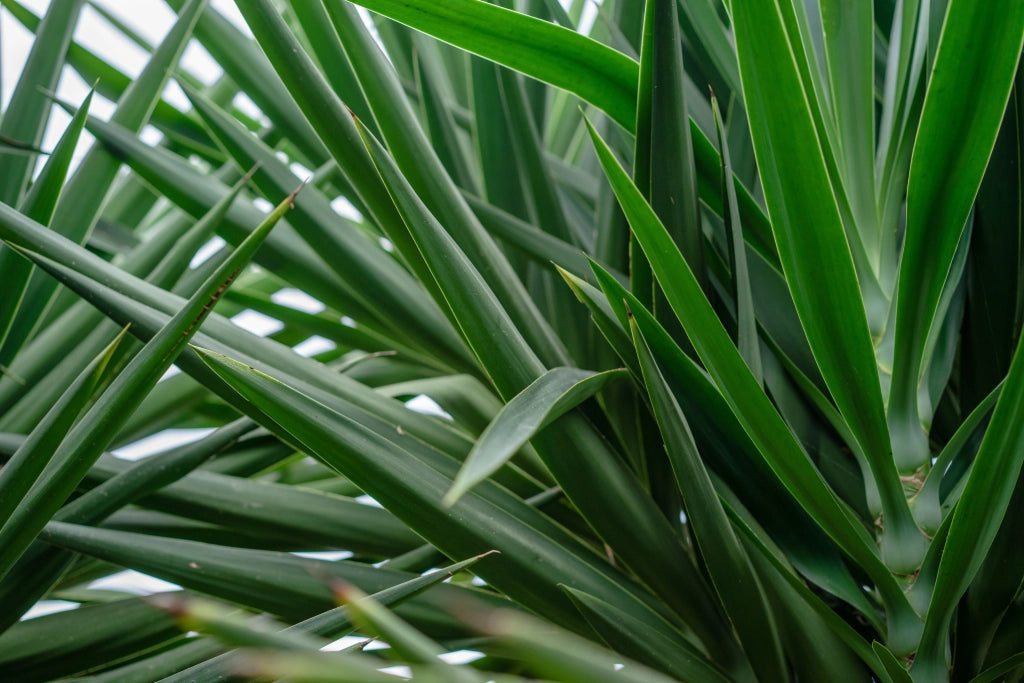 YUCCA ELEPHANTIPES MULTITRONCO 55