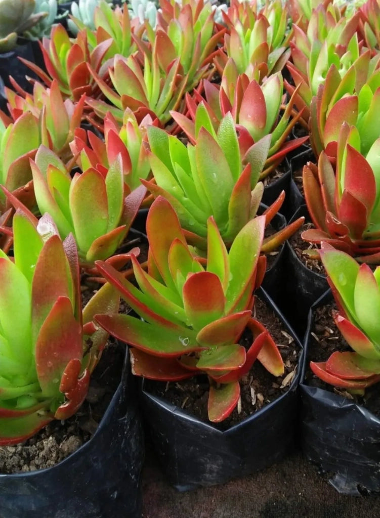 Crassula capitella ‘Campfire’ vaso 14 cm – Succulenta