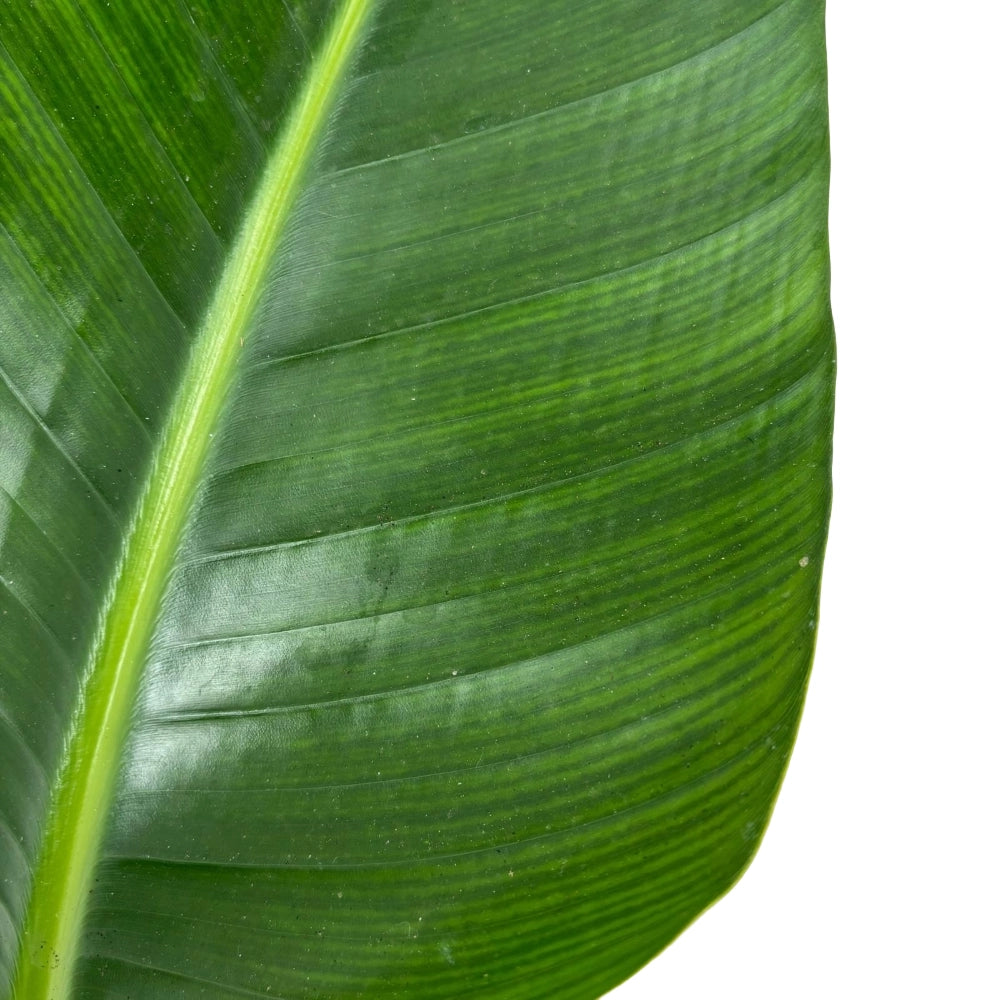 Pianta STERLIZIA strelitizia UCCELLO DEL PARADISO BIANCO falso banano vaso 17 CM