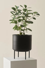 Vaso di ghisa nero per piante - altezza 26 cm