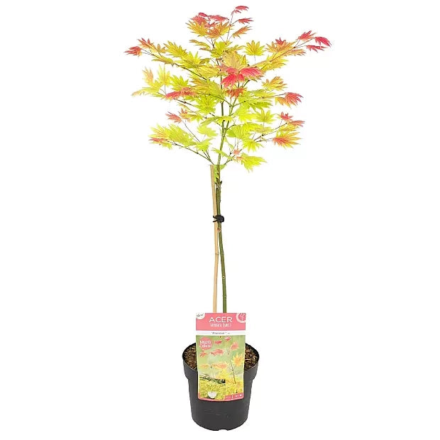 Acer shirasawanum ‘Moonrise’ verde – Acero giapponese vaso 19 cm