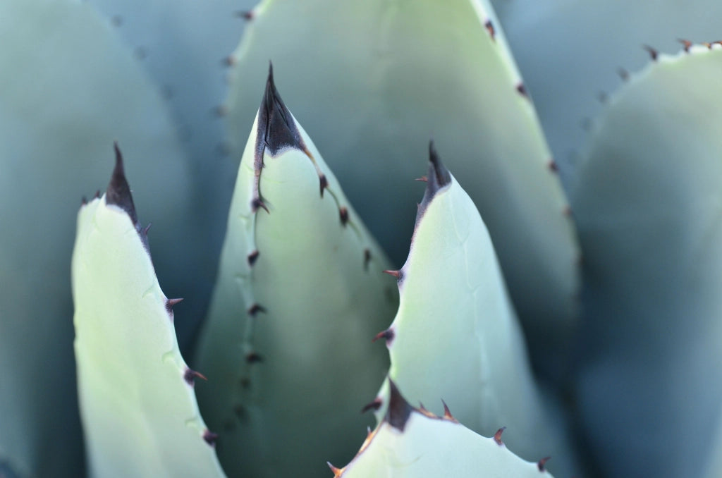 AGAVE AMERICANA VASO 18