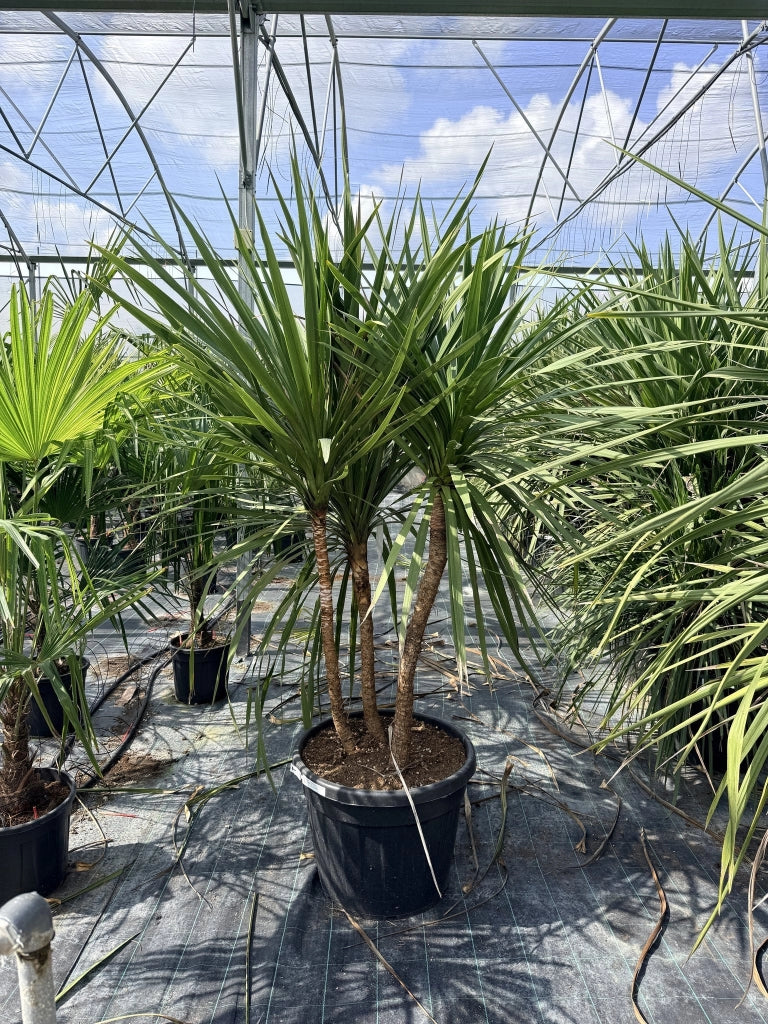 CORDYLINE AUSTRALIS MULTITRONCO 60 Lt.90