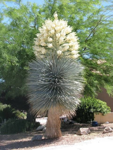 YUCCA RIGIDA VASO 24