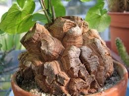 Testudinaria in vaso 8,5 cm, pianta caudiciforme rara e decorativa