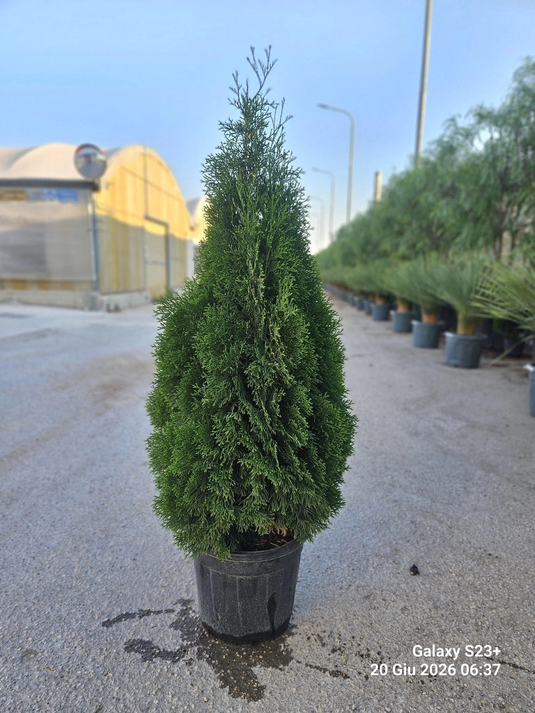 THUJA OCCIDENTALIS SMARAGD VASO 30