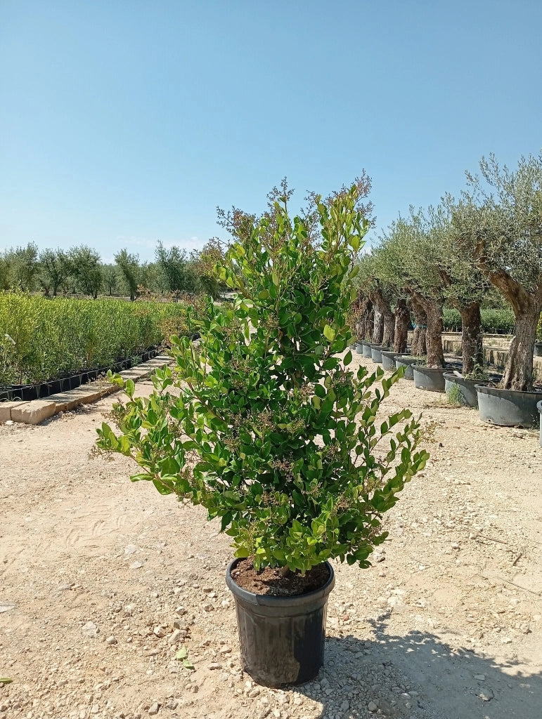 LIGUSTRUM TEXANUM CESP.40