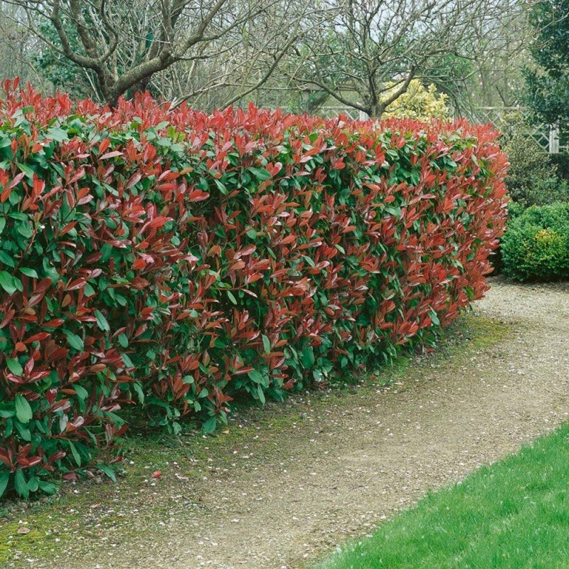 photinia red robin h 100cm piante per siepi in vaso foto reali