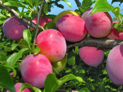 Pianta di Susino Santa Rosa vaso 24