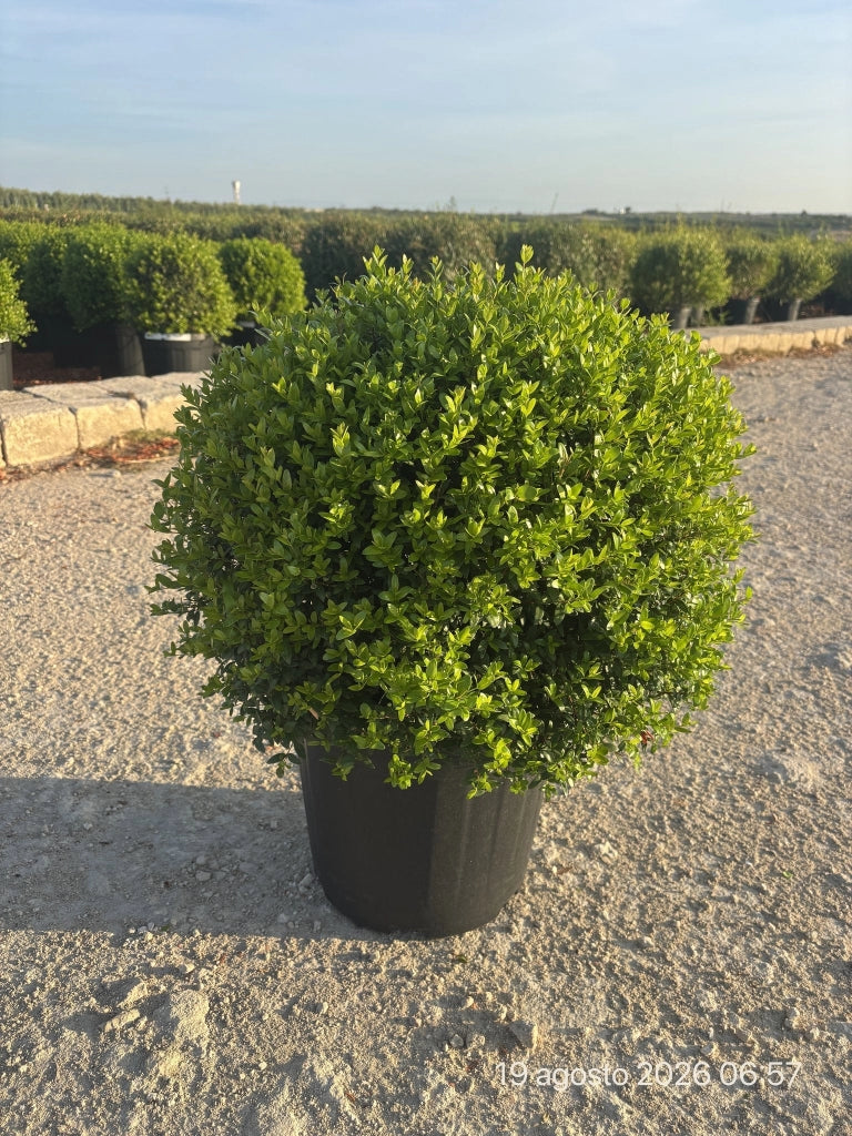 MYRTUS COMMUNIS COMPACTA PALLA 40