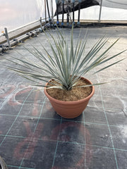 YUCCA ROSTRATA CIOTOLA 30