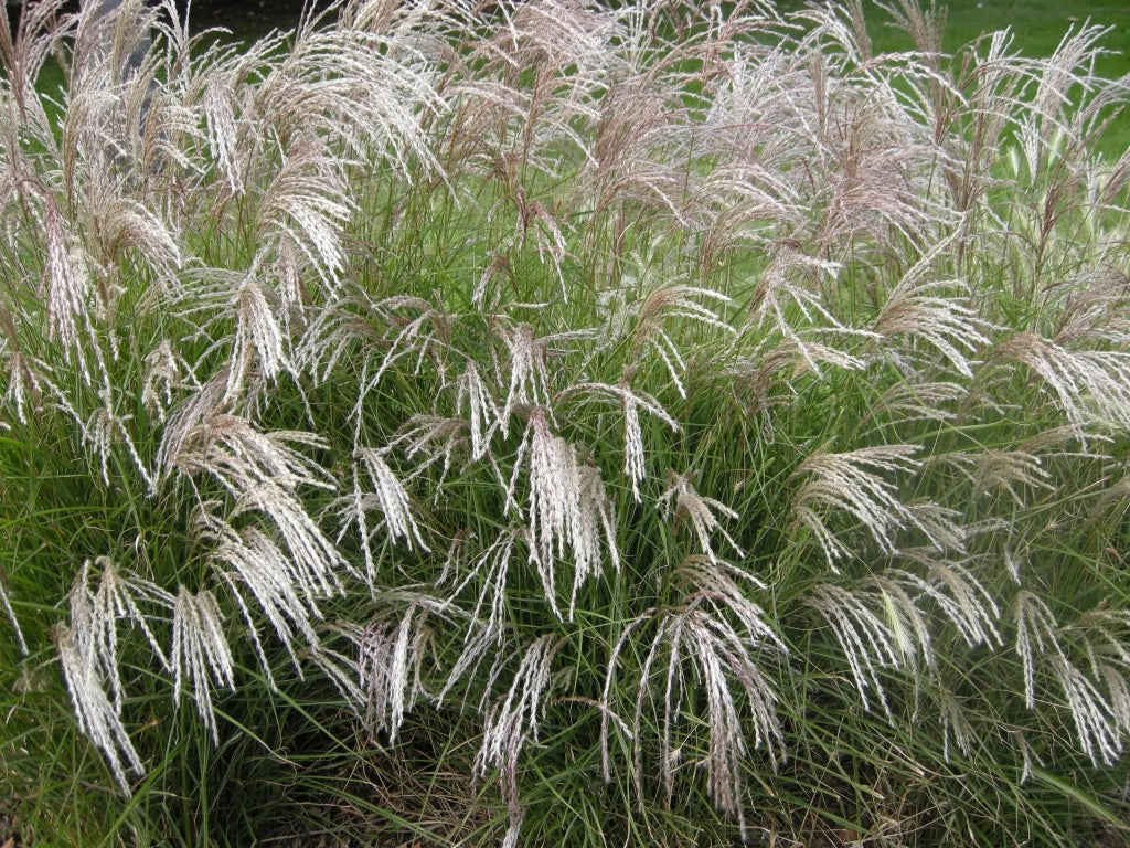 Gardenaria Miscanthus sinensis 'Yakushima Dwarf' - Graminacea ornamentale da esterno Altezza: 120 cm (vaso 24)
