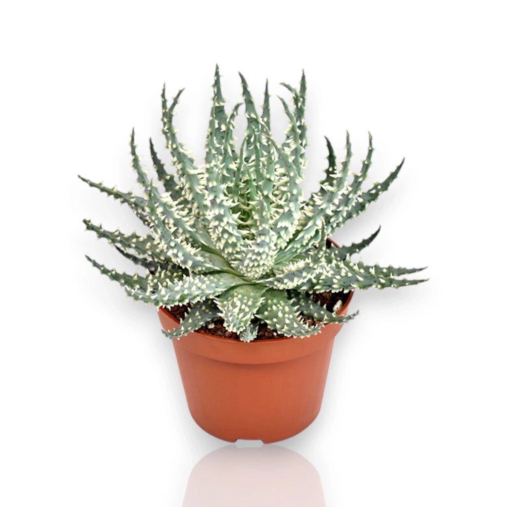 Gardenaria Aloe humilis - Pianta da interno ornamentale Altezza: 18 cm (vaso 10)