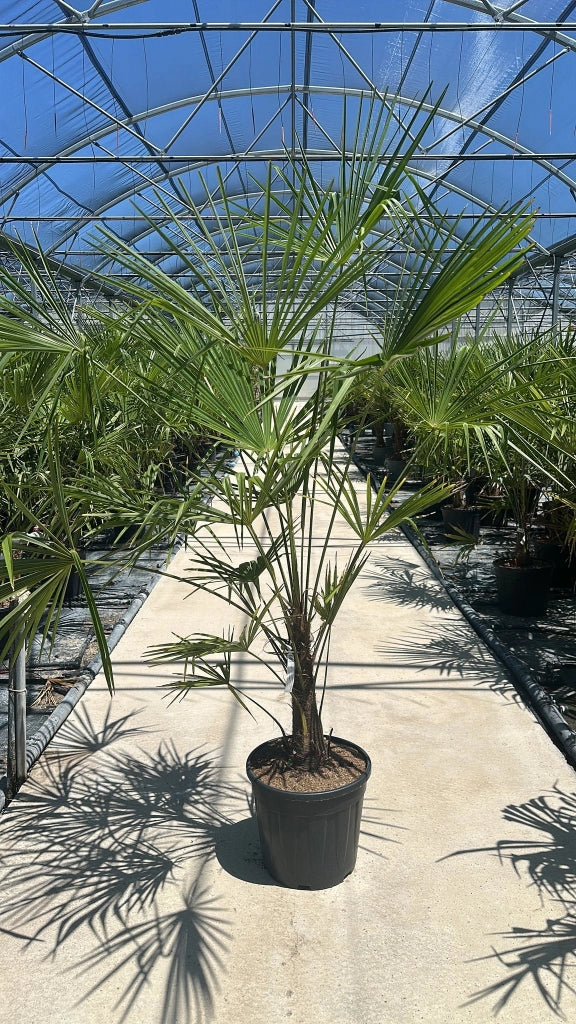 TRACHYCARPUS FORTUNEI VASO 40 H.TR 20/30