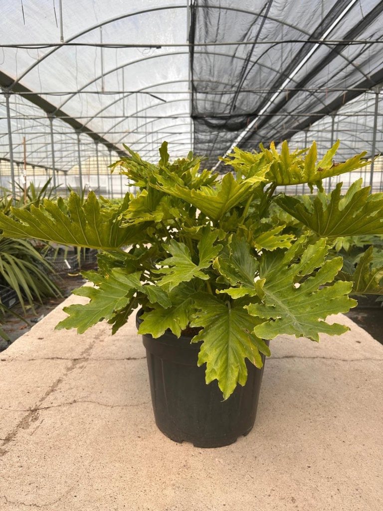 PHILODENDRON SELLOUM SHANGRI-LA VASO 45