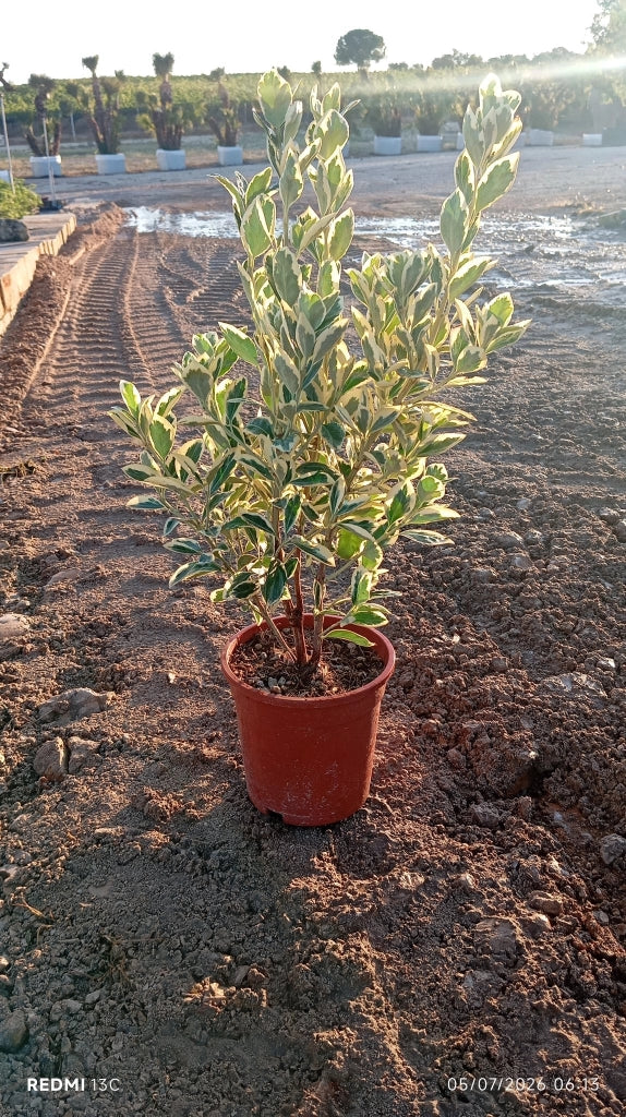 EUONYMUS JAPONICUS CESP.17 BRAVO