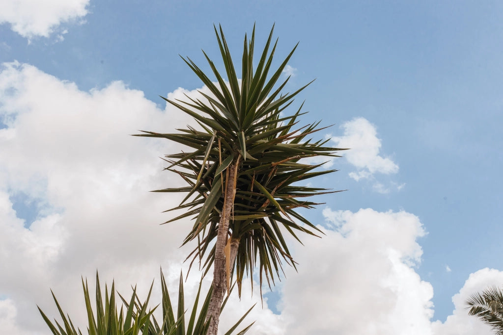 YUCCA GLORIOSA VASO 24