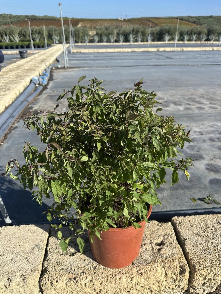 SPIRAEA JAPONICA DOUBLE PLAY RED CESP.24