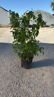 CALYCANTHUS PRAECOX CESP.30