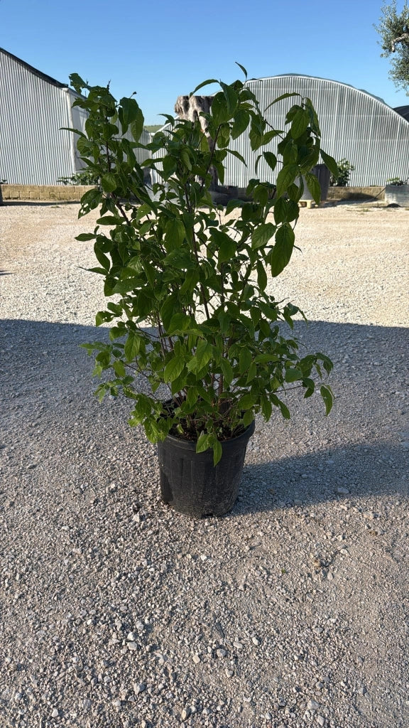 CALYCANTHUS PRAECOX CESP.30