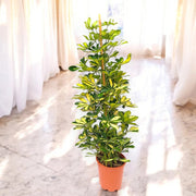 Gardenaria Schefflera arboricola 'Gold capella' - Pianta da interno ornamentale Altezza: 165 cm (vaso 27)
