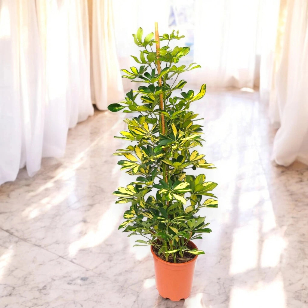 Gardenaria Schefflera arboricola 'Gold capella' - Pianta da interno ornamentale Altezza: 165 cm (vaso 27)