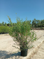 PHILLYREA ANGUSTIFOLIA CESP.40