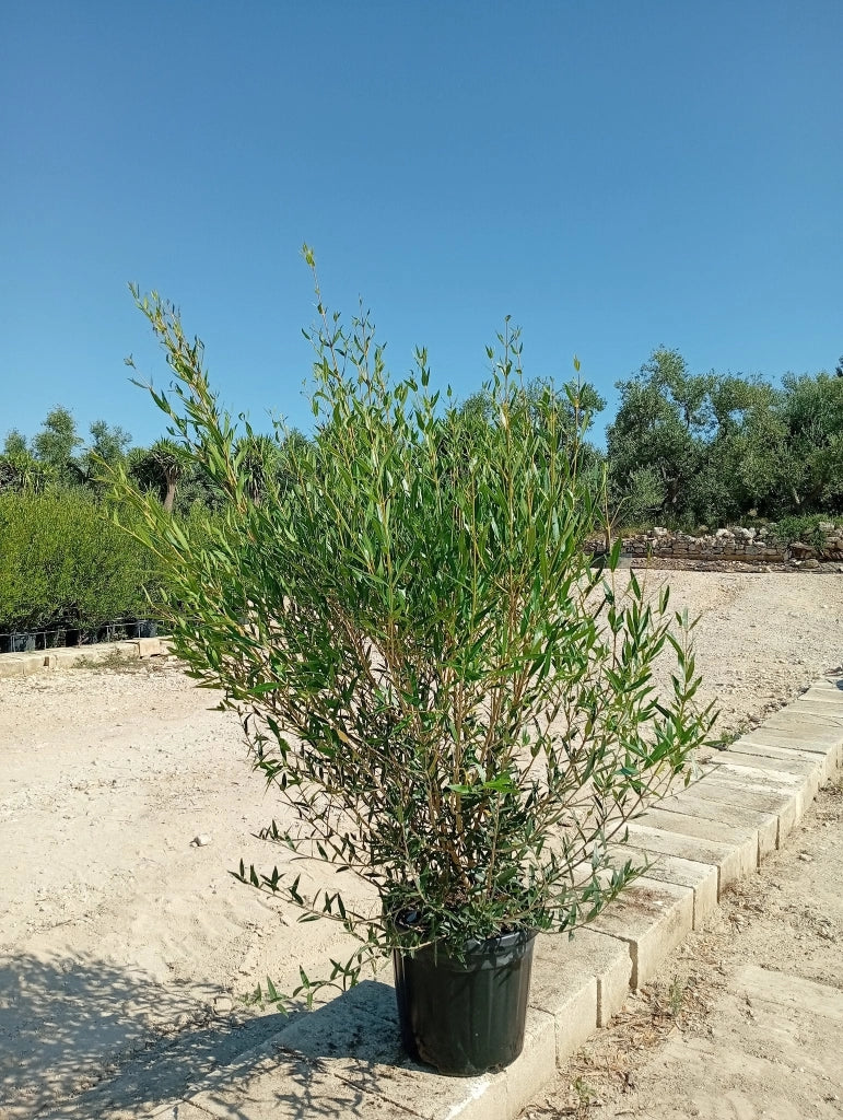 PHILLYREA ANGUSTIFOLIA CESP.40
